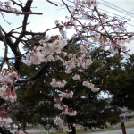 咲き始めた苗代桜