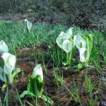 町屋川上流の水芭蕉