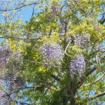 咲きだした藤の花